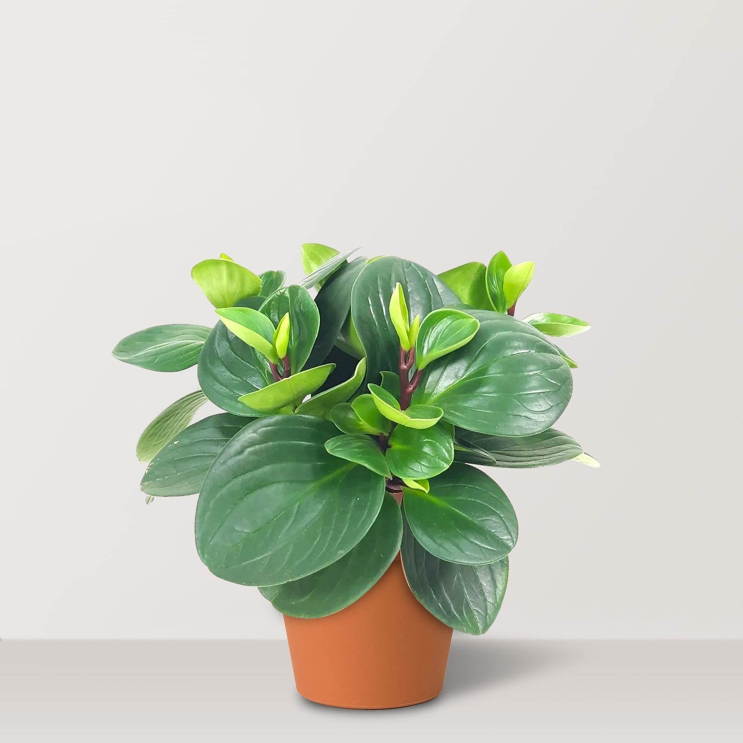 Baby Rubber Plant (Peperomia obtusifolia) - Bostan Al Jazeera