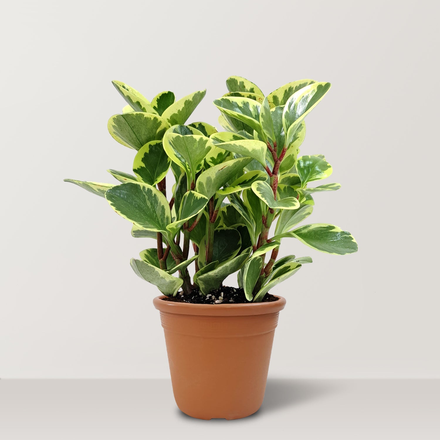 Baby Rubber Plant (Peperomia obtusifolia) - Bostan Al Jazeera