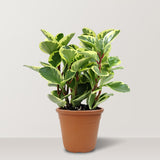 Baby Rubber Plant (Peperomia obtusifolia) - Bostan Al Jazeera