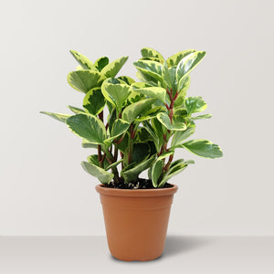 Baby Rubber Plant (Peperomia obtusifolia) - Bostan Al Jazeera