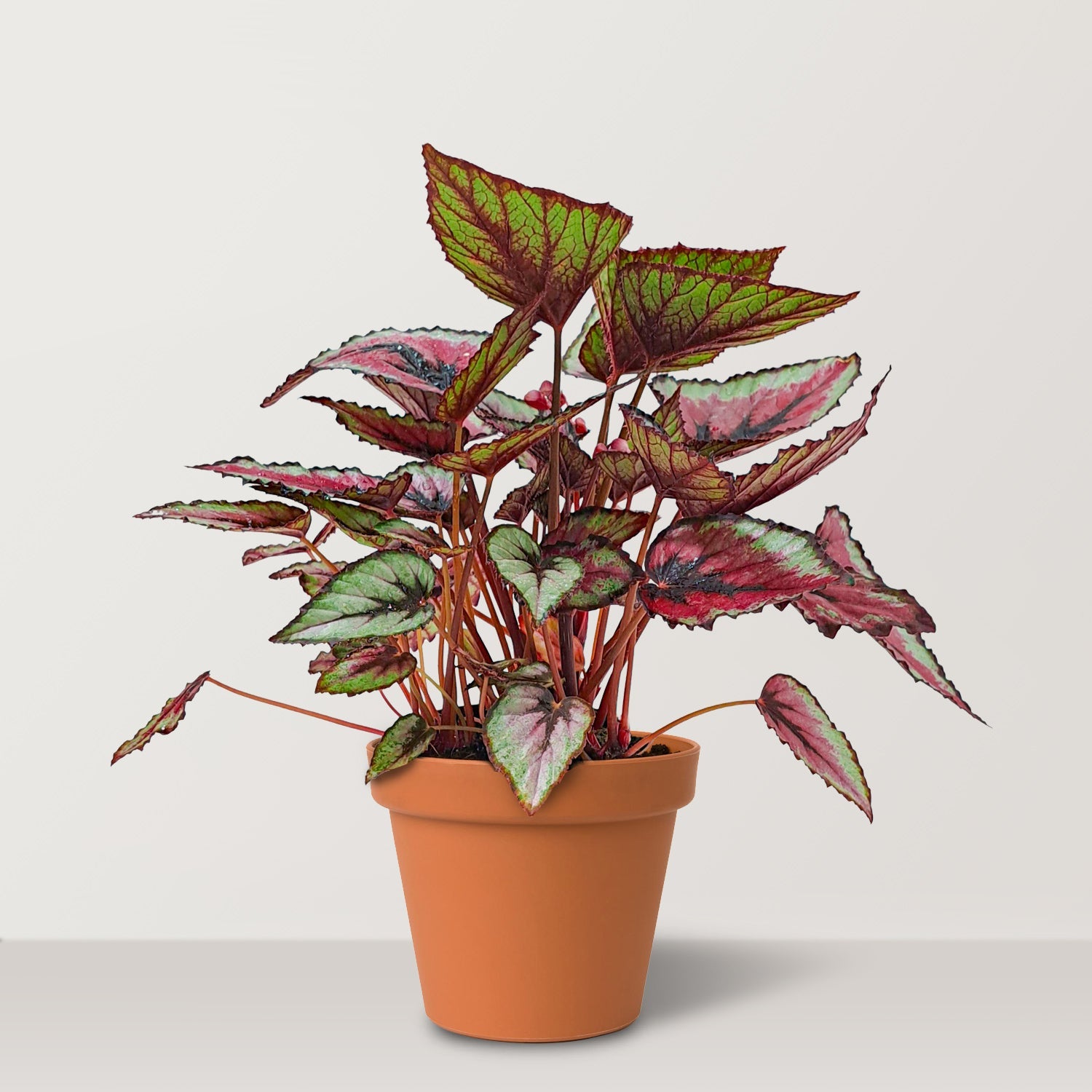 Begonia rex (Begoniaceae) - Bostan Al Jazeera