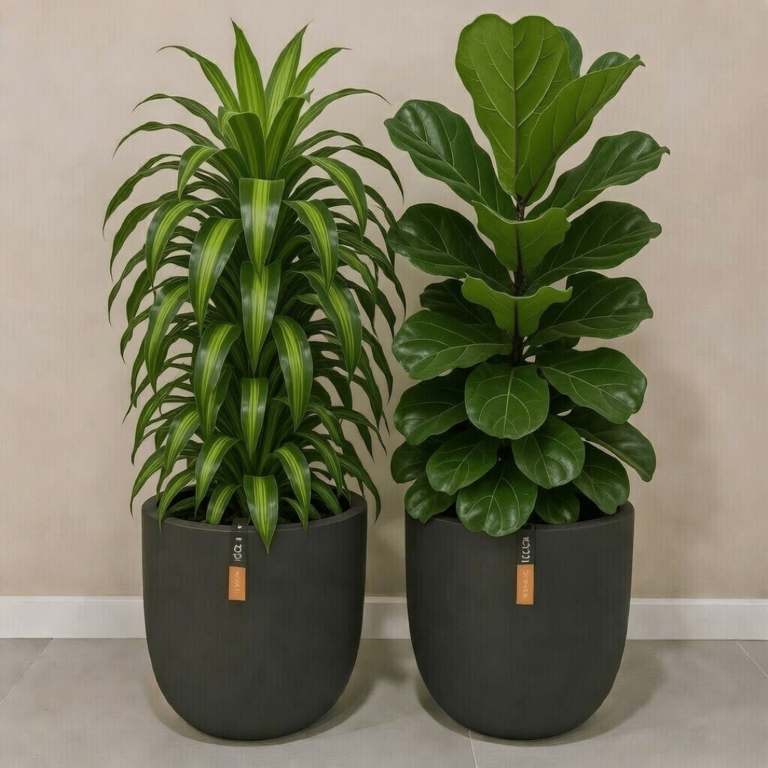 Big Leaf Set - Bostan Al Jazeera