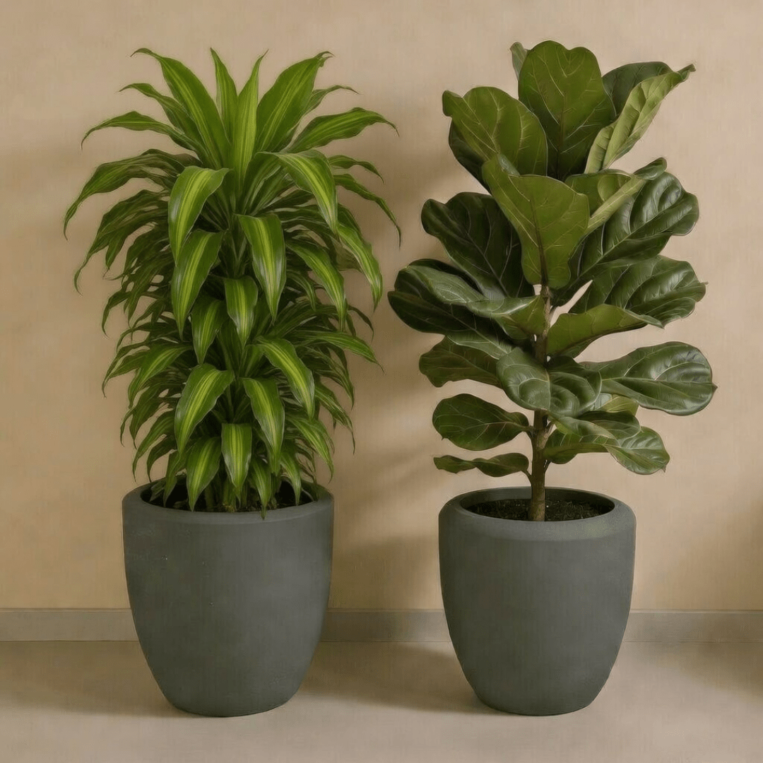 Big Leaf Set - Bostan Al Jazeera