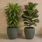 Big Leaf Set - Bostan Al Jazeera
