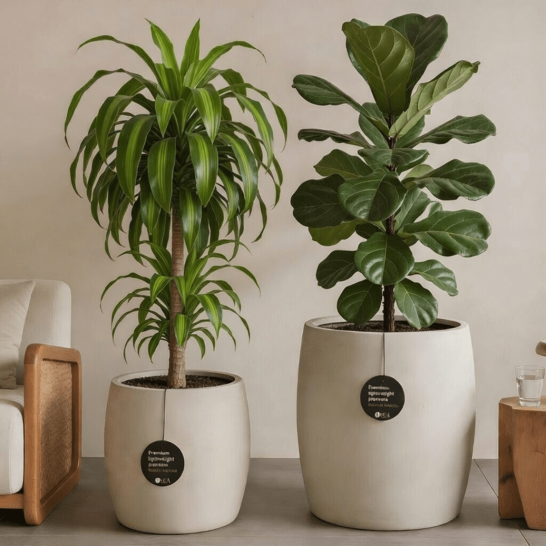 Big Leaf Set - Bostan Al Jazeera