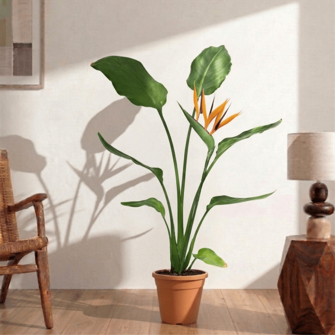 Bird of Paradise Plant (Strelitzia nicolai) - Bostan