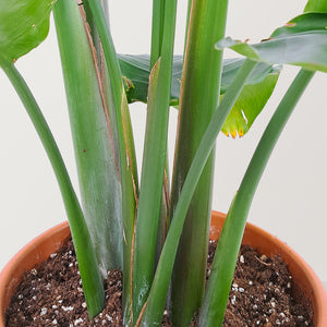 Bird of Paradise Plant (Strelitzia nicolai) - Bostan Al Jazeera
