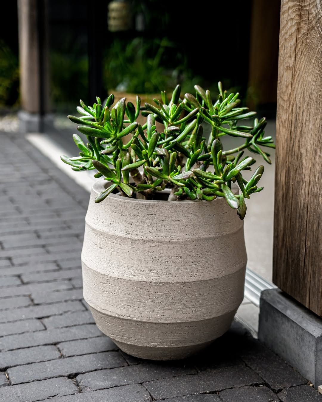 Bordo Balloon - Bostan Al Jazeera