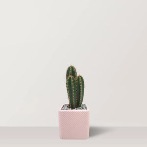 cacti