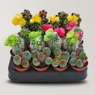 Cacti Cove - Bostan Al Jazeera