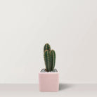 Cactus Haven - Bostan Al Jazeera