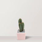 Cactus Haven - Bostan Al Jazeera