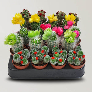 cactus tray
