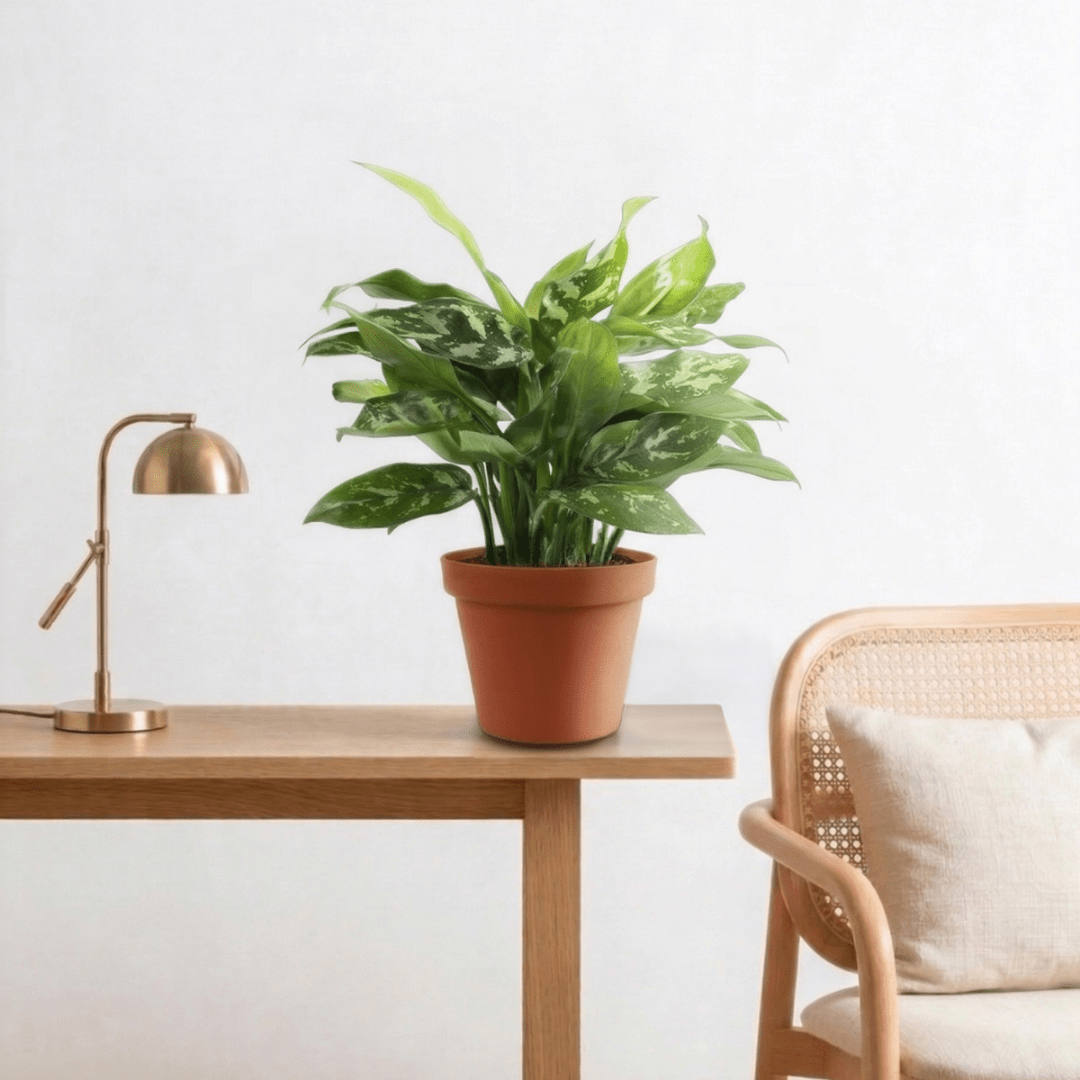 Chinese Evergreen (Aglaonema maria) - Bostan