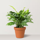 Chinese Evergreen (Aglaonema maria) - Bostan Al Jazeera