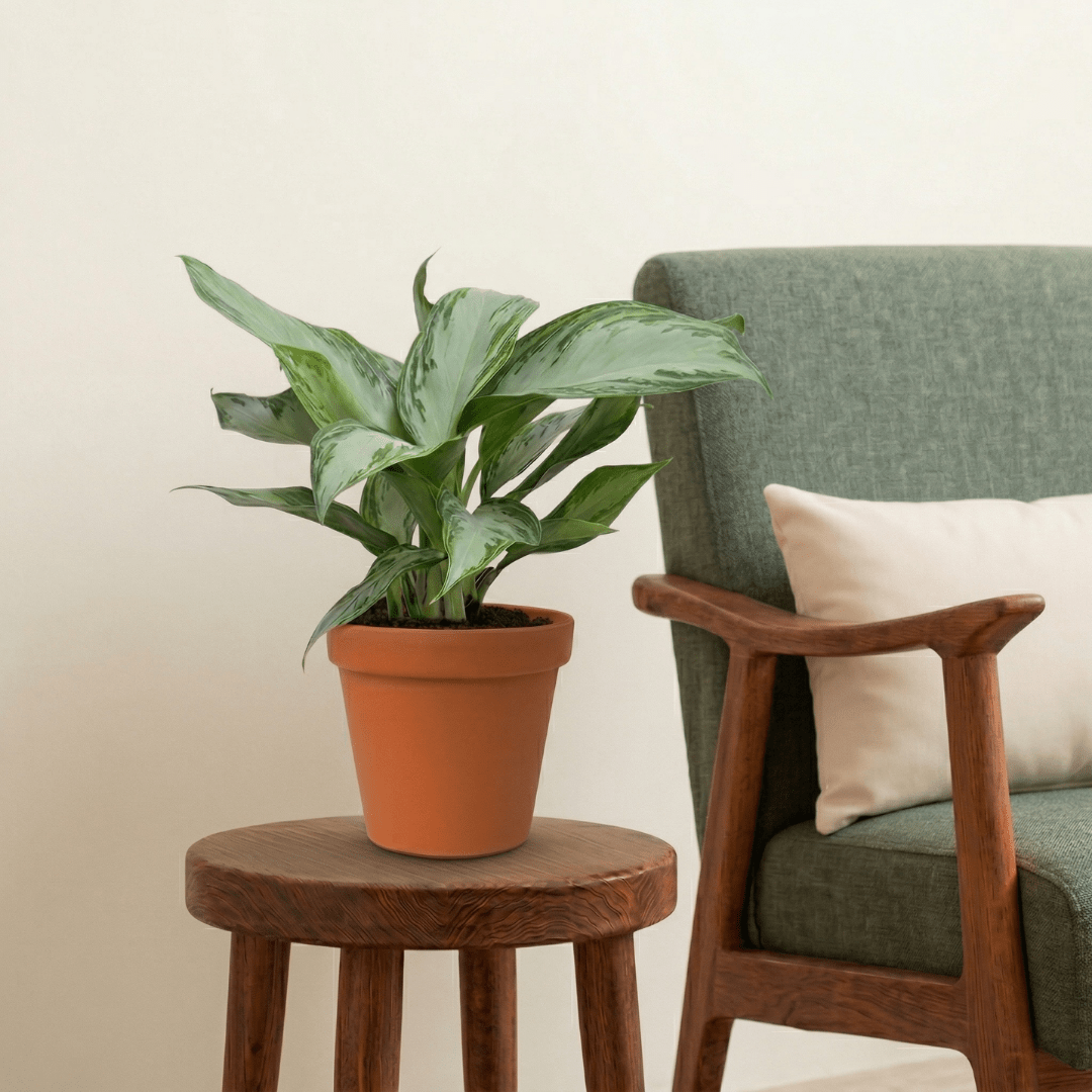 Chinese Evergreen (Aglaonema silver bay) - Bostan