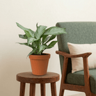 Chinese Evergreen (Aglaonema silver bay) - Bostan