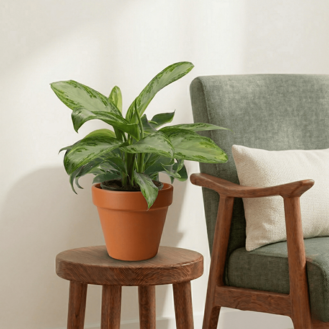 Chinese Evergreen (Aglaonema silver bay) - Bostan