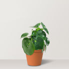 Chinese Money Plant (Pilea Peperomioides) - Bostan Al Jazeera