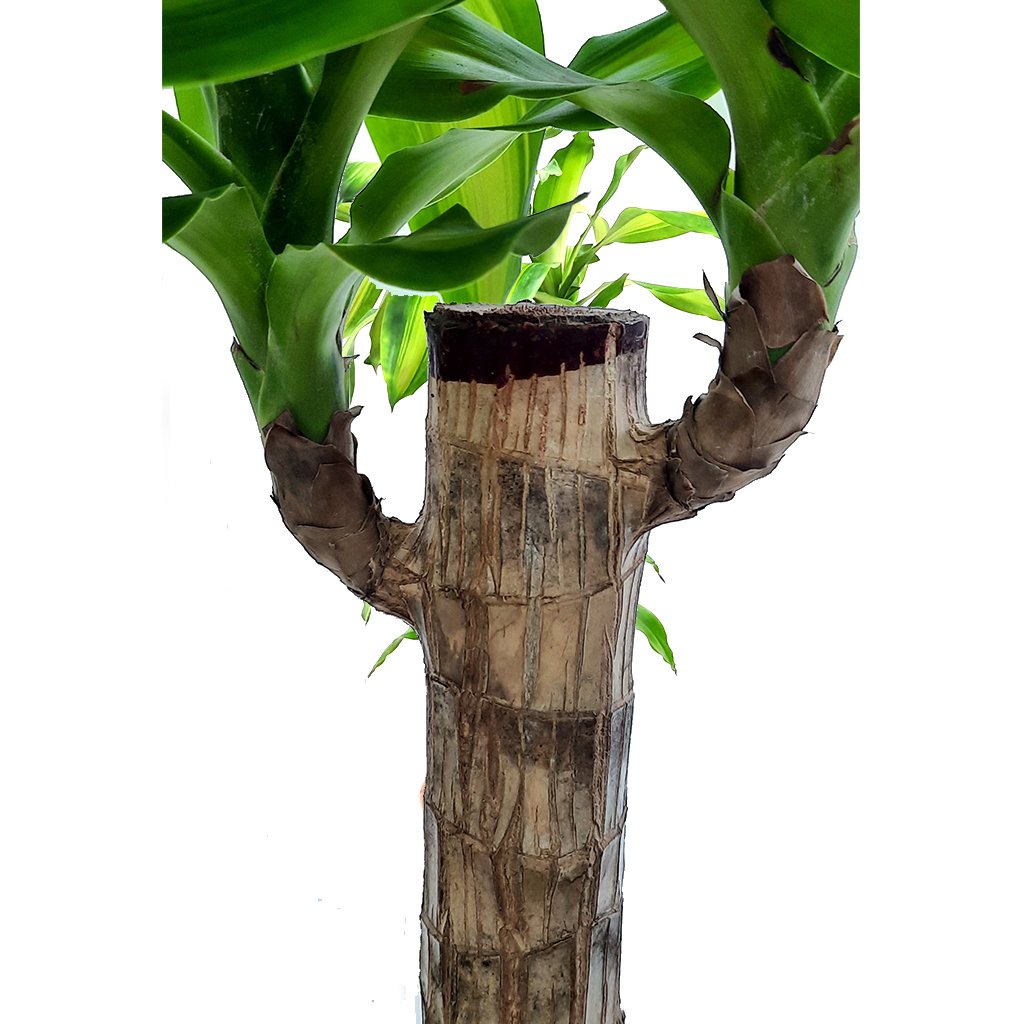 Corn Plant (Dracaena fragrans Massangeana) - Bostan Al Jazeera