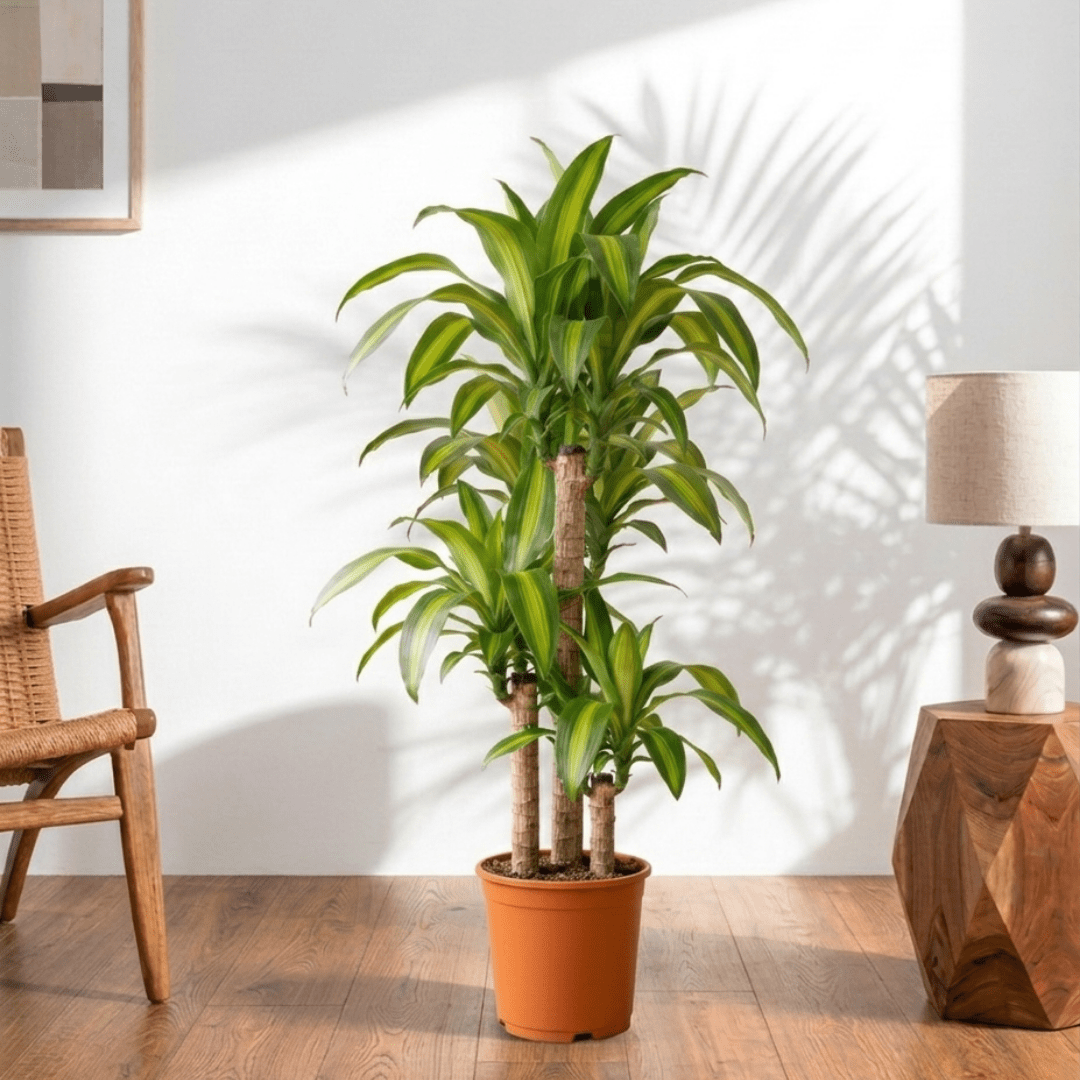 Corn Plant (Dracaena fragrans Massangeana) - Bostan