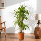 Corn Plant (Dracaena fragrans Massangeana) - Bostan