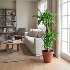 Corn Plant (Dracaena fragrans Massangeana) - Bostan Al Jazeera