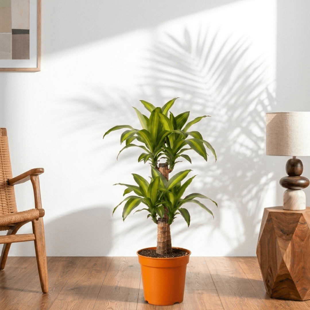 Corn Plant (Dracaena fragrans Massangeana) - Bostan