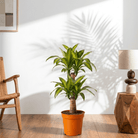 Corn Plant (Dracaena fragrans Massangeana) - Bostan