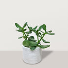 Crassula ovata with Capi Pot - Bostan Al Jazeera