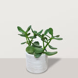 Crassula ovata with Capi Pot - Bostan Al Jazeera