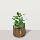 Crassula ovata with Capi Pot - Bostan Al Jazeera