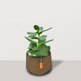 Crassula ovata with Capi Pot - Bostan Al Jazeera