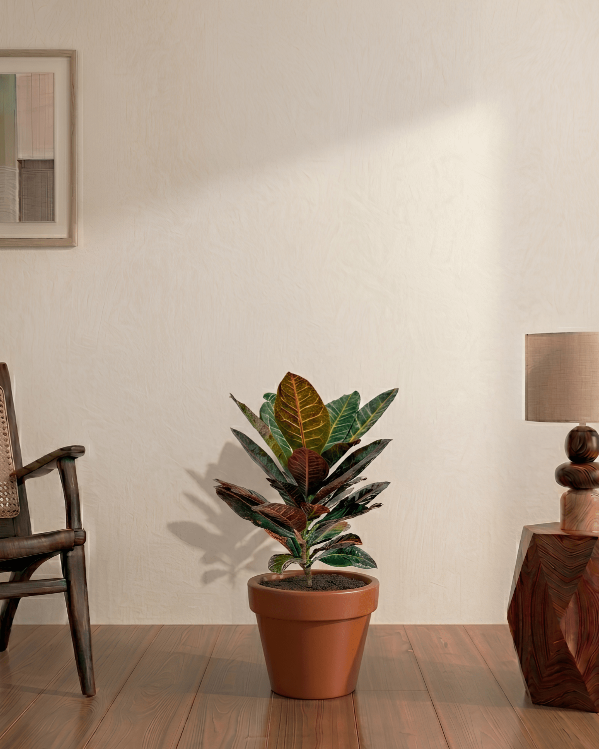 Croton (Codiaeum variegatum) - Bostan