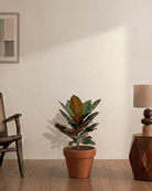 Croton (Codiaeum variegatum) - Bostan