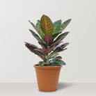 Croton (Codiaeum variegatum) - Bostan Al Jazeera