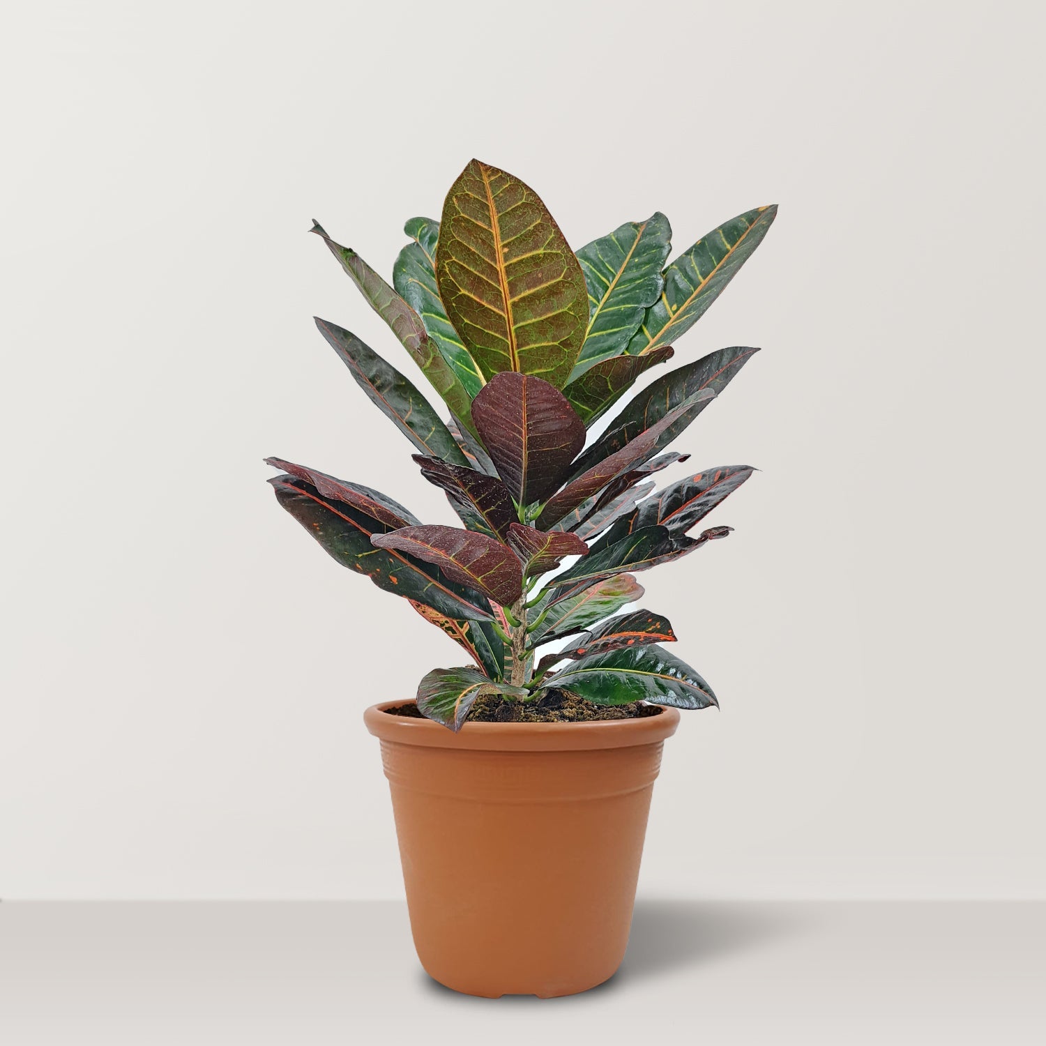 Croton (Codiaeum variegatum) - Bostan Al Jazeera