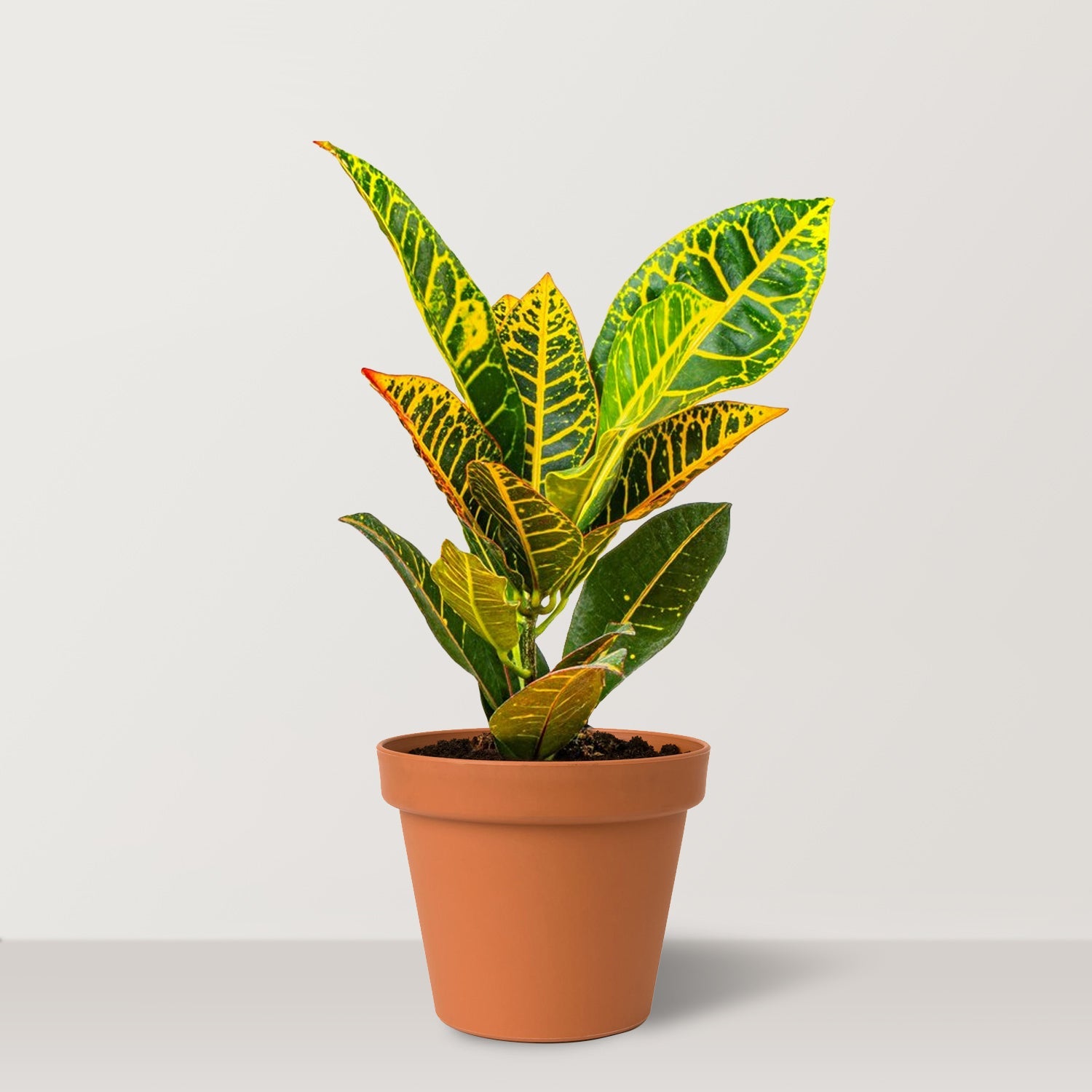 Croton (Codiaeum variegatum Petra) - Bostan Al Jazeera