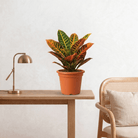 Croton (Codiaeum variegatum Petra) - Bostan