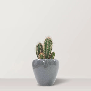 Desert Delights - Bostan Al Jazeera