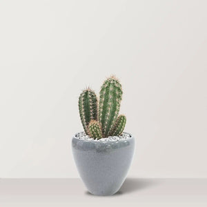 Desert Delights - Bostan Al Jazeera