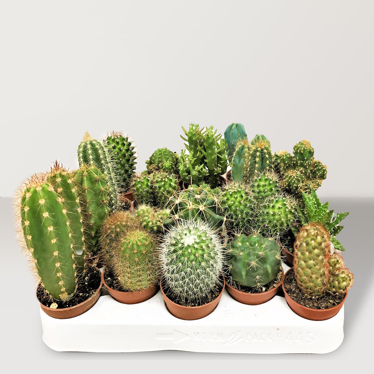 Desert Zen - Bostan Al Jazeera