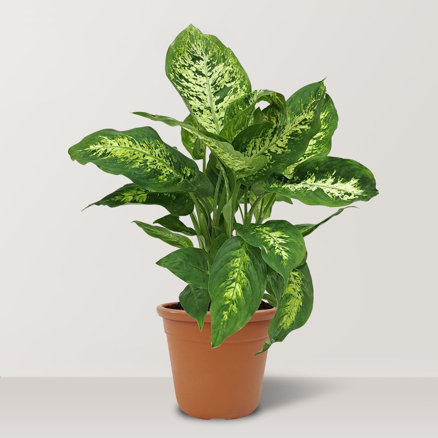 Dieffenbachia Camilla - Bostan Al Jazeera