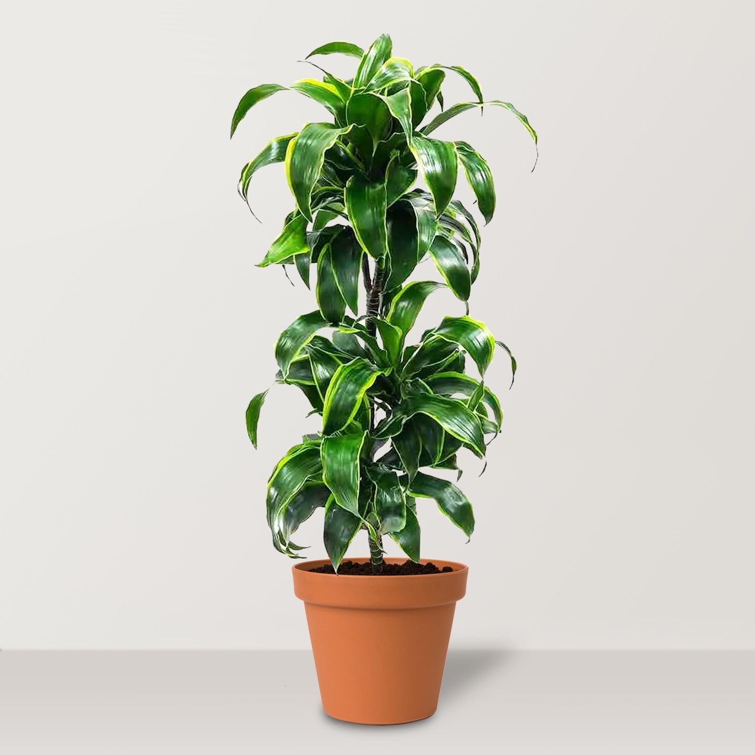 Dorado Dracaena (Dracaena fragrans) - Bostan Al Jazeera