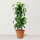 Dorado Dracaena (Dracaena fragrans) - Bostan Al Jazeera