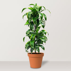 Dorado Dracaena (Dracaena fragrans) - Bostan Al Jazeera