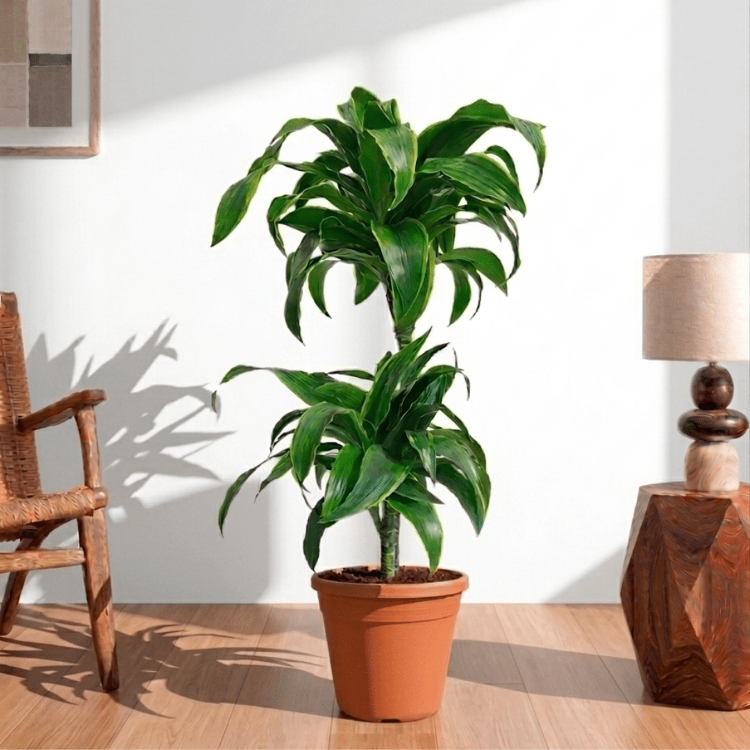 Dorado Dracaena (Dracaena fragrans) - Bostan