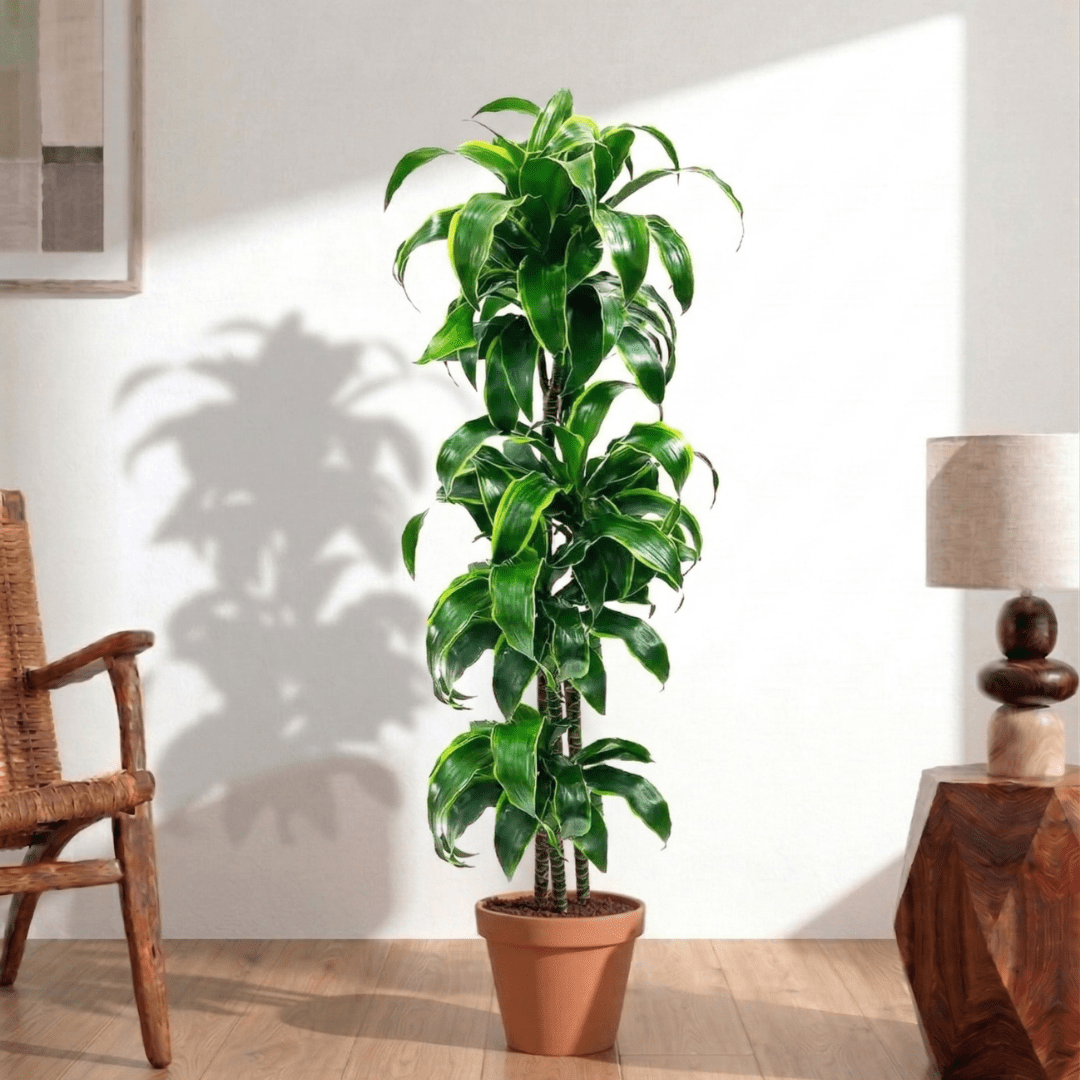 Dorado Dracaena (Dracaena fragrans) - Bostan