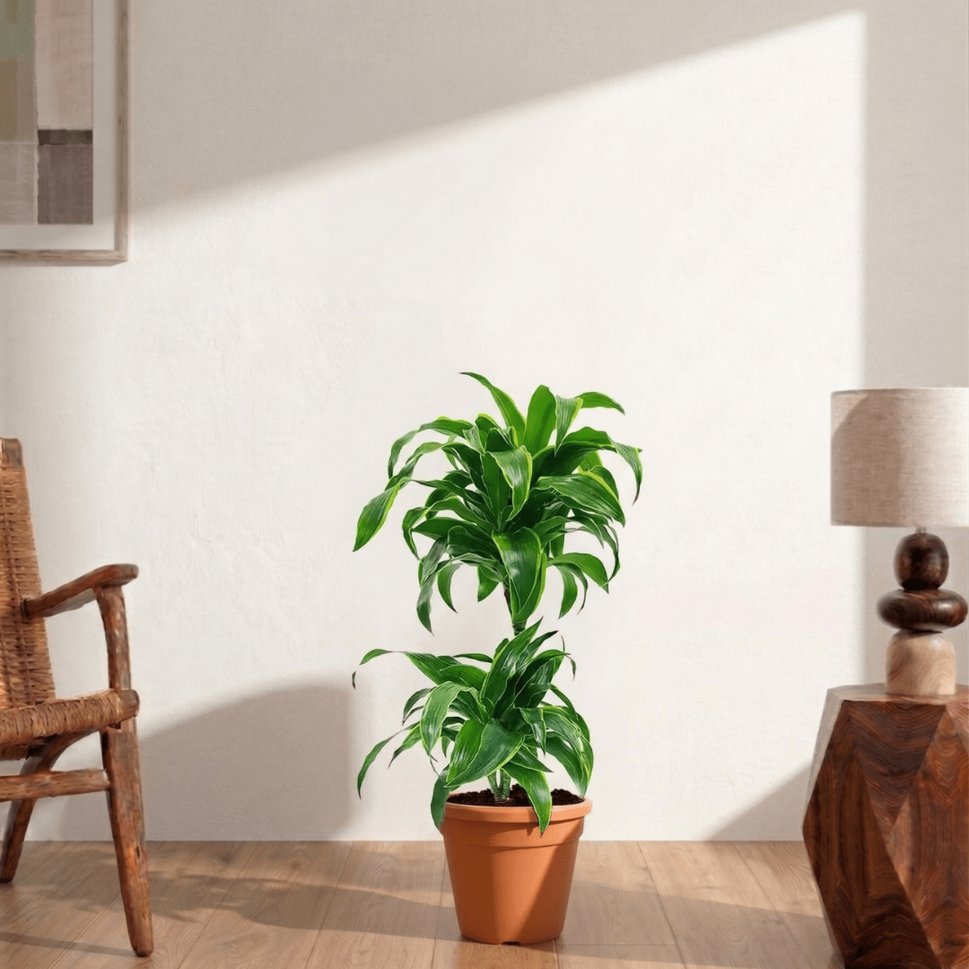 Dorado Dracaena (Dracaena fragrans) - Bostan