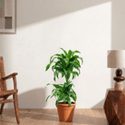 Dorado Dracaena (Dracaena fragrans) - Bostan